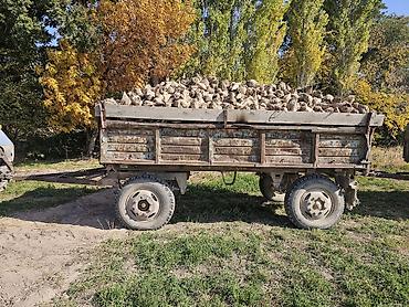 куплю крс: Кормовая свёкла в навал — крупный объём - Тип: кормовая корнеплодная — 2
