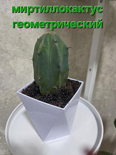 Антуриумы: Антуриум и кротон в кашпо - Антуриум с белыми прицветниками и — 24