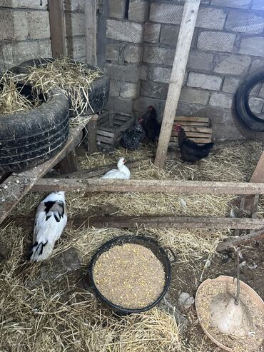 Ördəklər: Dişi, Ətlik — 11