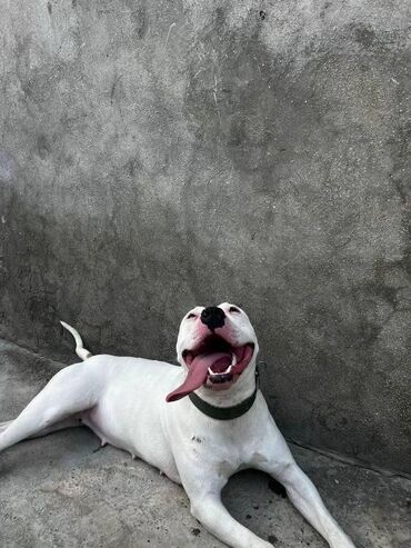 doq it: Pitbul, 2 il, Dişi, Peyvəndli, Ünvandan götürmə