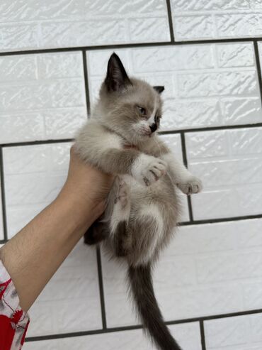 Коты: Отдам в хорошие руки сиамского котенка. Родились в конце марта. Скоро