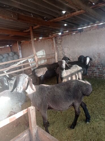 купить овец: Продаю | Овца (самка) | Арашан