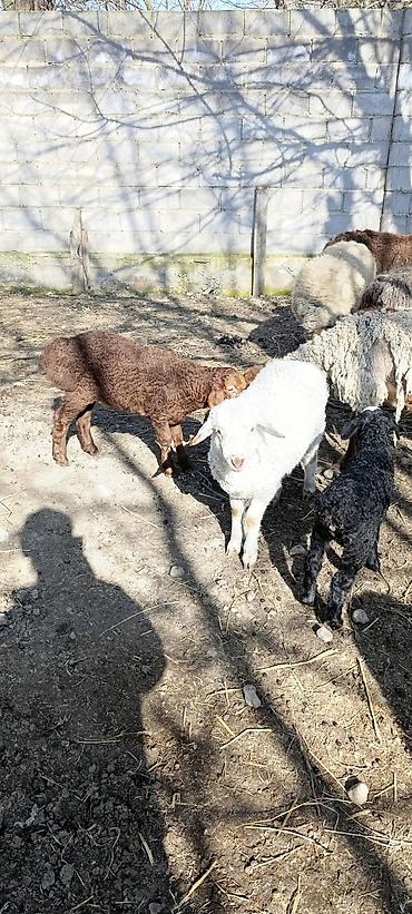 Баран, овца: Продаю | Овца (самка) | Для разведения | Матка — 7