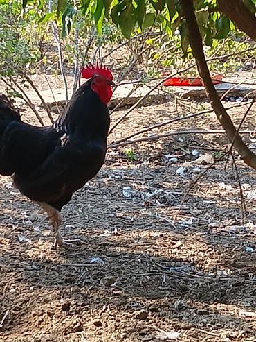 barter xoruz: Təmiz qan astralop xoruzları ağ və qara rəngi cütü 70 azn — 2