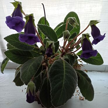 Комнатные растения: Продаю цветок Синнингия