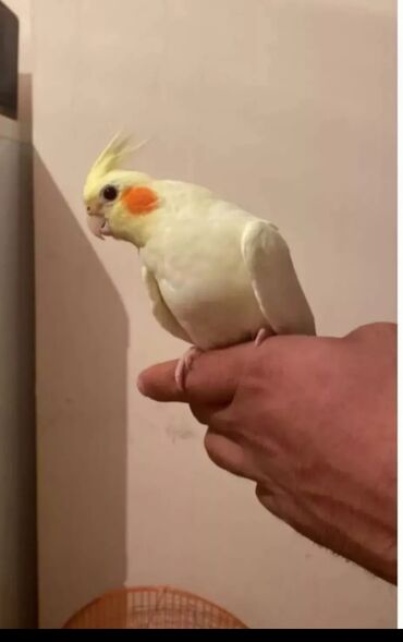 Tutuquşları: Cute hazir erek ve disi korellar hazir cutler ele orgetmek ucun bala — 4