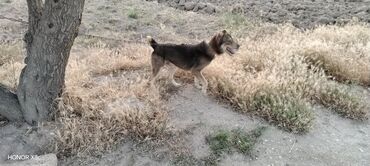 İtlər: 3 il, Erkek, Peyvəndli, Ünvandan götürmə — 2