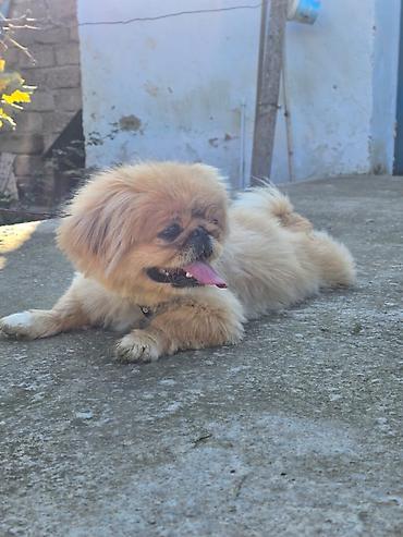 ag it: Pekines, 1 il, Dişi — 3