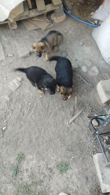 Продажа собак: Щенки немецкой овчарки - Порода: немецкая овчарка, классический — 3