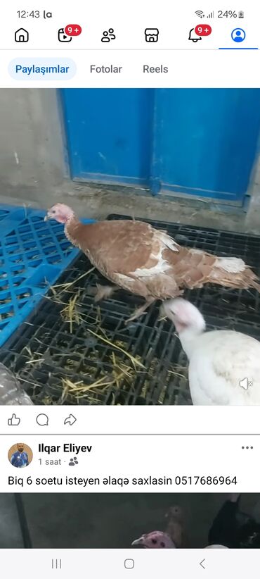 Hinduşka: Məhsul: Hind quşları (Biq 6 və “Beyləqan” sortları) Təsvir: - — 2