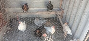 продаю коня: Кастрюл ссср, тоок экоону тен сатам, жазгыла басын сураганга