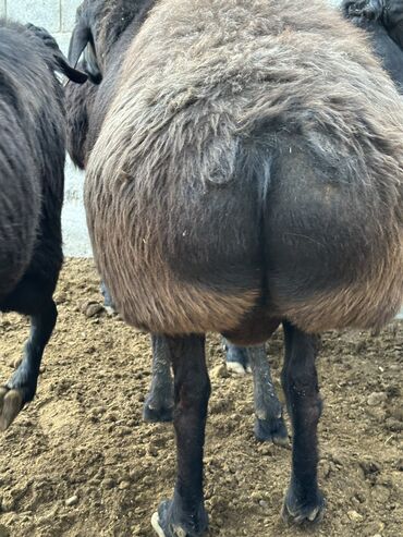 Бараны, овцы: Продаю | Баран (самец), Ягненок | Гиссарская, Арашан | Для разведения, Для шерсти, На забой | Племенные — 14