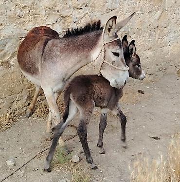 halep kecisi satilir: Eşşək ana və balası Satılır real alıcıyla razlaşma yolu ilə cavandı — 1