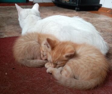 пародистые коты: Двух рыжих в добрые руки дата рожд. 30.04.24