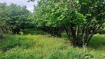 купить участок в баку: 30 соток, Для строительства, Собственник, Купчая — 4