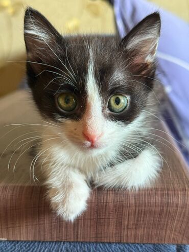 отдам котят в добрые руки бишкек: Кошка даром: Беспородная, Мальчик