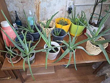 реальному: Алоэ (Aloe vera) в горшках — домашние экземпляры разного размера. - — 1