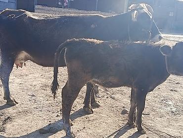 Коровы, быки: Продаю | Корова (самка) | Алатауская | Для молока | Племенные — 4