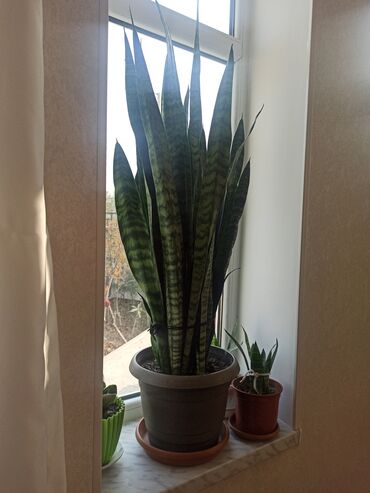 Otaq bitkiləri: Satılır: ev otaq gülləri kolleksiyası - Sansevieriya (Qaynanadili) – — 11