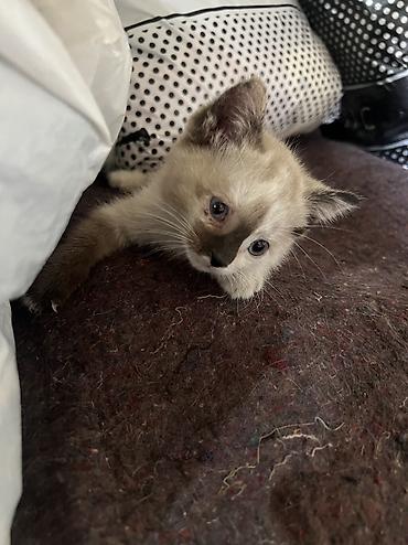 кошка сфинкс с шерстью: Отдам в добрые руки — 1