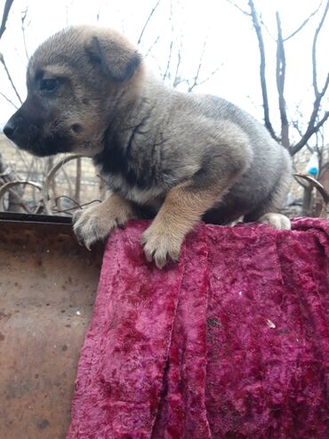 coban iti satiram: Zvonok, 2 ay, Dişi, Sənədli, Pulsuz çatdırılma