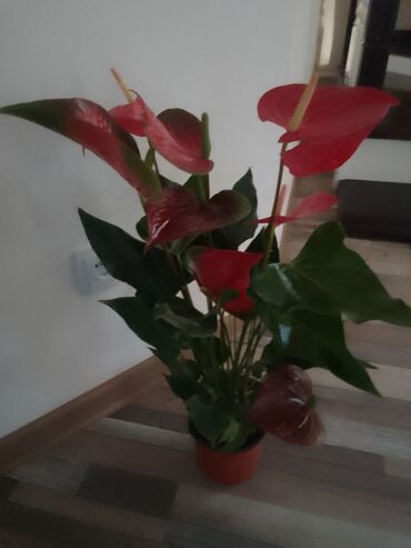 цветы на 8 марта бишкек: Антуриум - мужское счастье - шикарные цветы для шикарных мужчин