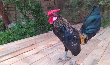 купить котенка в баку: Toyuq, Damazlıq lalafo.az -da купить котенка в баку: Toyuq, Damazlıq