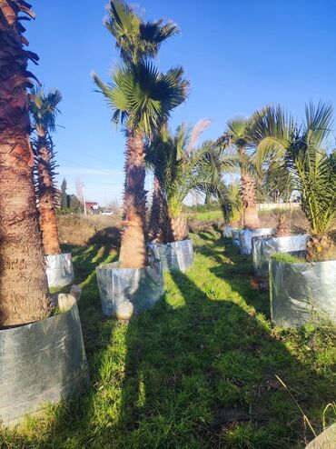 Ağaclar: Palmalar satilir 2000nen3000manatacqeder -da lalafo.az — 10 Ağaclar: Palmalar satilir 2000nen3000manatacqeder — 10