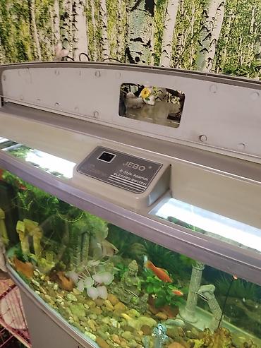 Аквариумы: Заводской аквариум на 250 литров, полностью укомплектован с рыбками и — 2