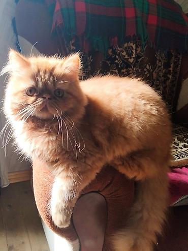 Pişiklər: Fars — 2