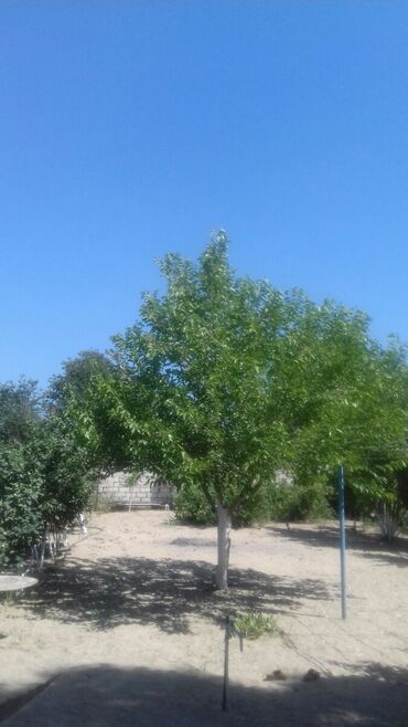 Bağ evlərinin kirayəsi: 100 kv. m, 3 otaqlı, Hovuzsuz, Qaz, Su, İnternet — 11