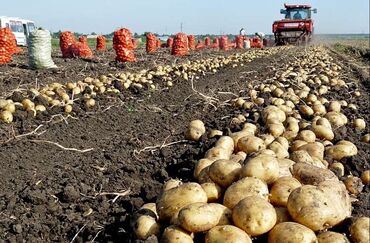 цена картошки за кг: Картошка Ривьера, Оптом