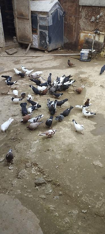 göyərçin yuvaları: Məhsul: Ev göyərçinləri (qarışıq rəng və cinslər) Təsvir: - — 5