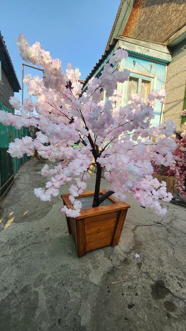 Декоративные цветы: Сакура искусственное дерево высота 2 м ширина 2 м цена от 1000 сом at lalafo.kg — 21 Декоративные цветы: Сакура искусственное дерево высота 2 м ширина 2 м цена от 1000 сом — 21
