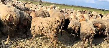 alpin tekesi: Dişi, il: 1, Damazlıq, Pulsuz çatdırılma — 8
