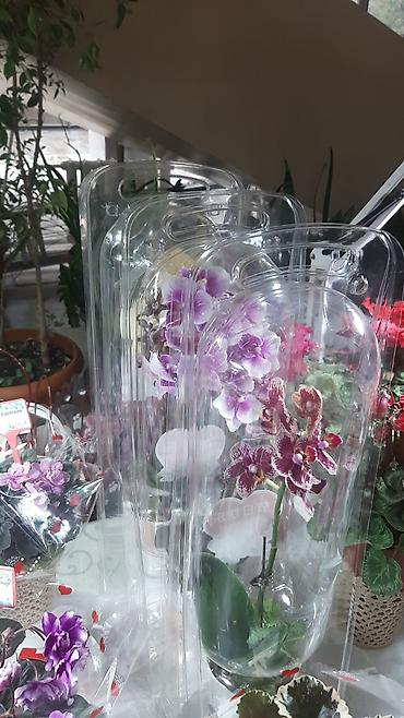 Фиалки и глоксинии: Выстака-ярмарка цветов, приходите за подарками для милых дам!!! — 9