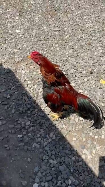 Digər quşlar: Salam cinsi temiz turk esil doyuw ve damazliq ucu eladi 1 yaw 7 ay lalafo.az -da Digər quşlar: Salam cinsi temiz turk esil doyuw ve damazliq ucu eladi 1 yaw 7 ay