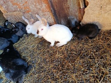 дом попугая: Продаю | Петух