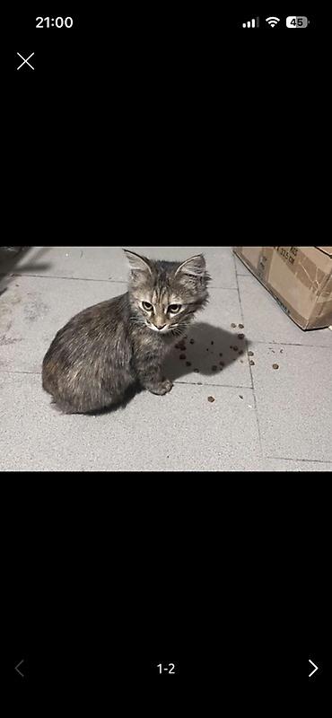 купить сибирскую кошку: Кошка даром: Сибирская, 2 месяца, Девочка — 1