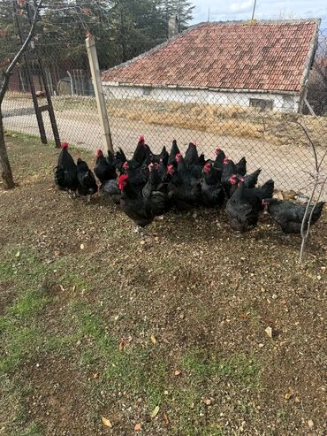 Toyuqlar: Australorp Cəm 23 Heyvandır 19 Toyuq Yumurtlayan 4 Damazlıq Xoruz — 5