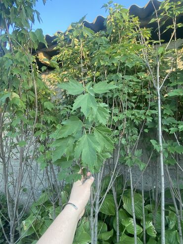 купить семена люцерна: Саженцы канадского клена 
3х летние