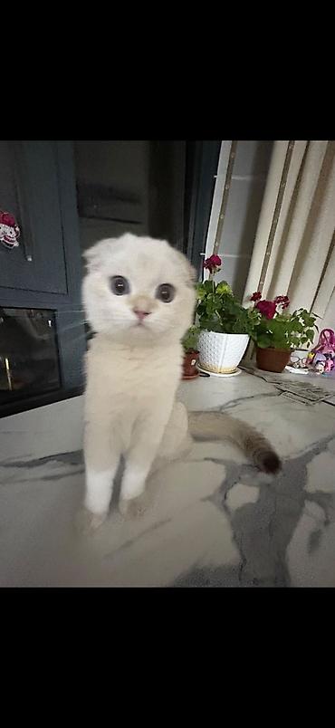 Үй жаныбарлары: 🐾 Ищем котика для будущей вязки 🐾 Наша кошечка — скоттиш-фолд, сейчас — 3