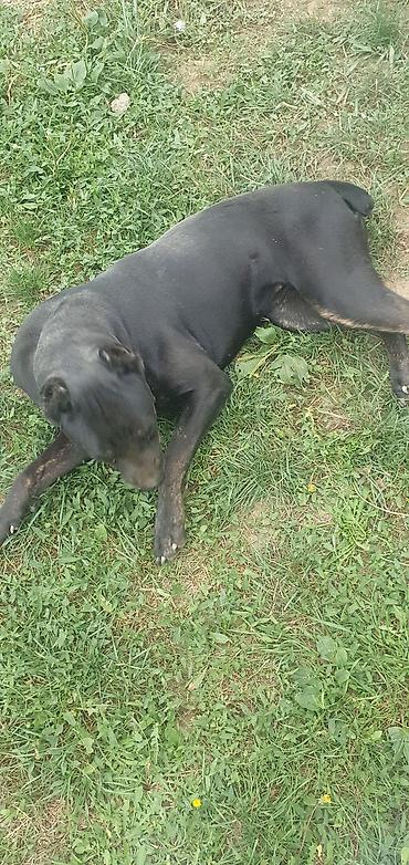 kupujem prodajem pomeranac: Trazi se odgovoran vlasnik i ljubitelj rase Cane Corso sa uslovima za — 2