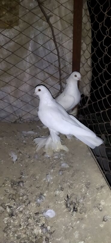 Птицы: Когучкон, голуби, кабутар — 7