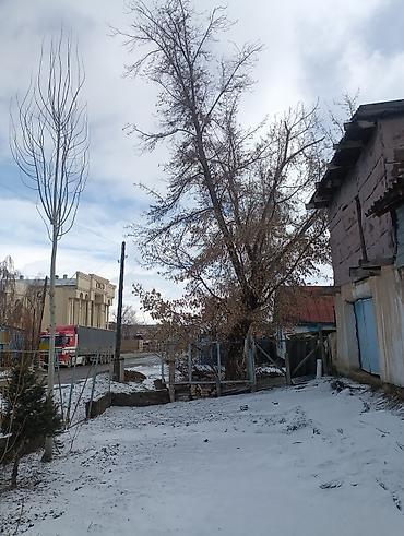 Другие декоративные деревья: Продаются декоративные деревья и кустарники для озеленения участка. В — 1