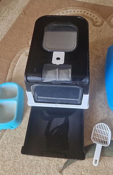 Pişiklər: Türk anqora, Erkək — 11