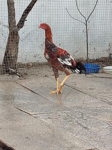 quş xana: Toyuq, Damazlıq — 1