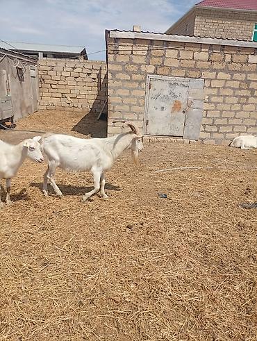 Keçilər, çəpişlər: SAF KAN SANEN FIRANSIZ IRKI KEÇİLER MACAR IRKI KEÇİLER ÇEPİÇLER BOĞAZ — 15