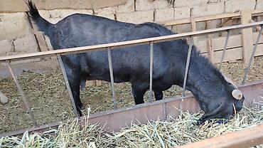 каза дойная: Продаю | Коза (самка) | Полукровка | Для разведения | Осеменитель — 6