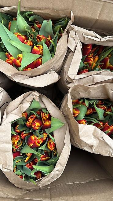 Букеты из живых цветов: Тюльпаны упаковки в крафт-бумаге - Разнообразие окрасов — 7